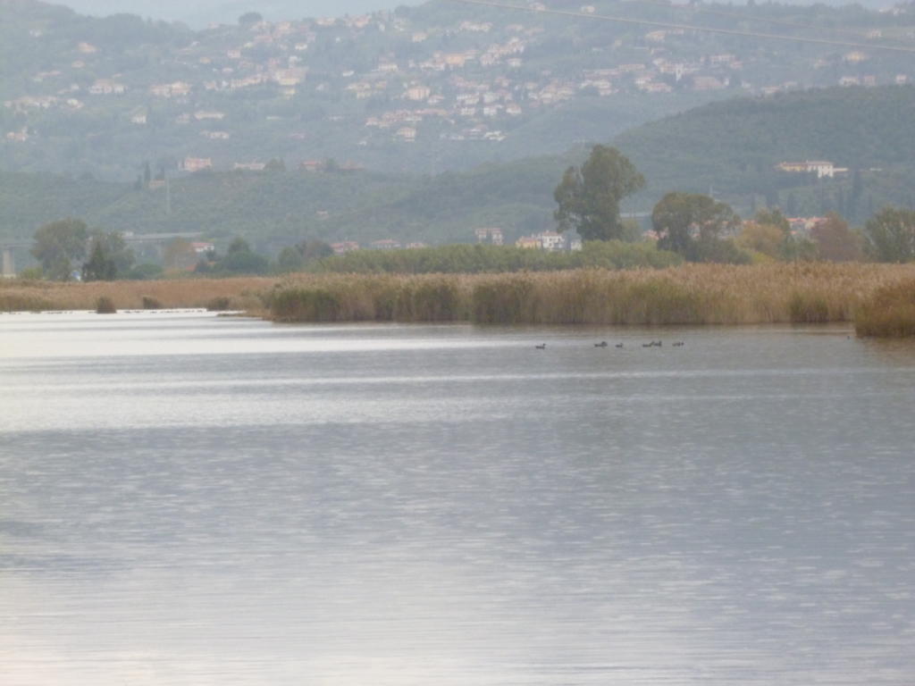 Le Ginestre B & B Massarosa Kültér fotó